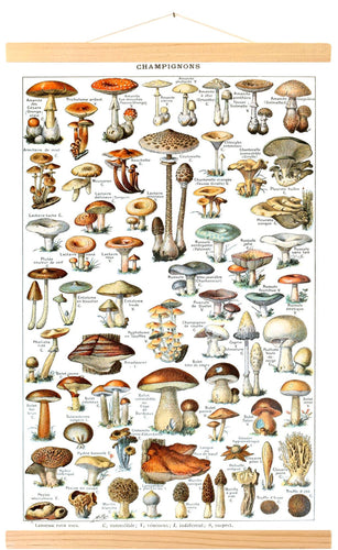 Affiche Vintage restaurée de champignons illustrés par Adolphe Millot par Tramway Pacific