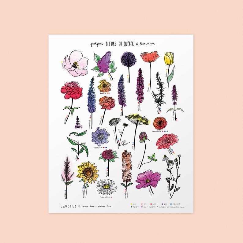 Affiche d'illustrations de Fleurs du Québec à l'aquarelles et à l'encre au format 11' x 14' po au papier blanc recyclé par Laucolo