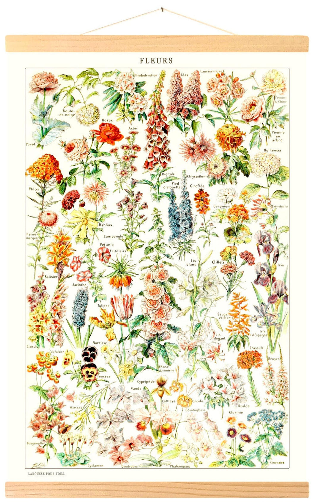 Affiche vintage de fleurs illustré par Adolphe Millot par Tramway Pacific