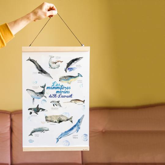 Affiche d'illustrations 'Les mammifères marins du Saint-Laurent' par Cathy Faucher