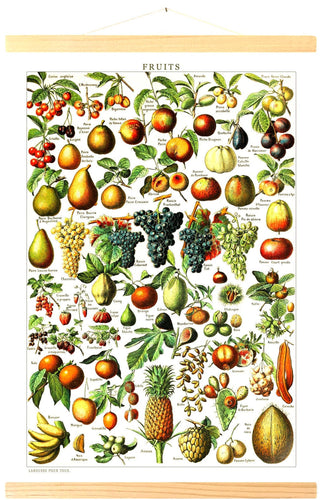 Affiche Vintage de fruits illustré par Adolphe Millot par Tramway Pacific
