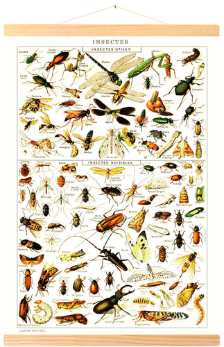 Affiche Vintage insectes illustré par Adolphe Millot par Tramway Pacific