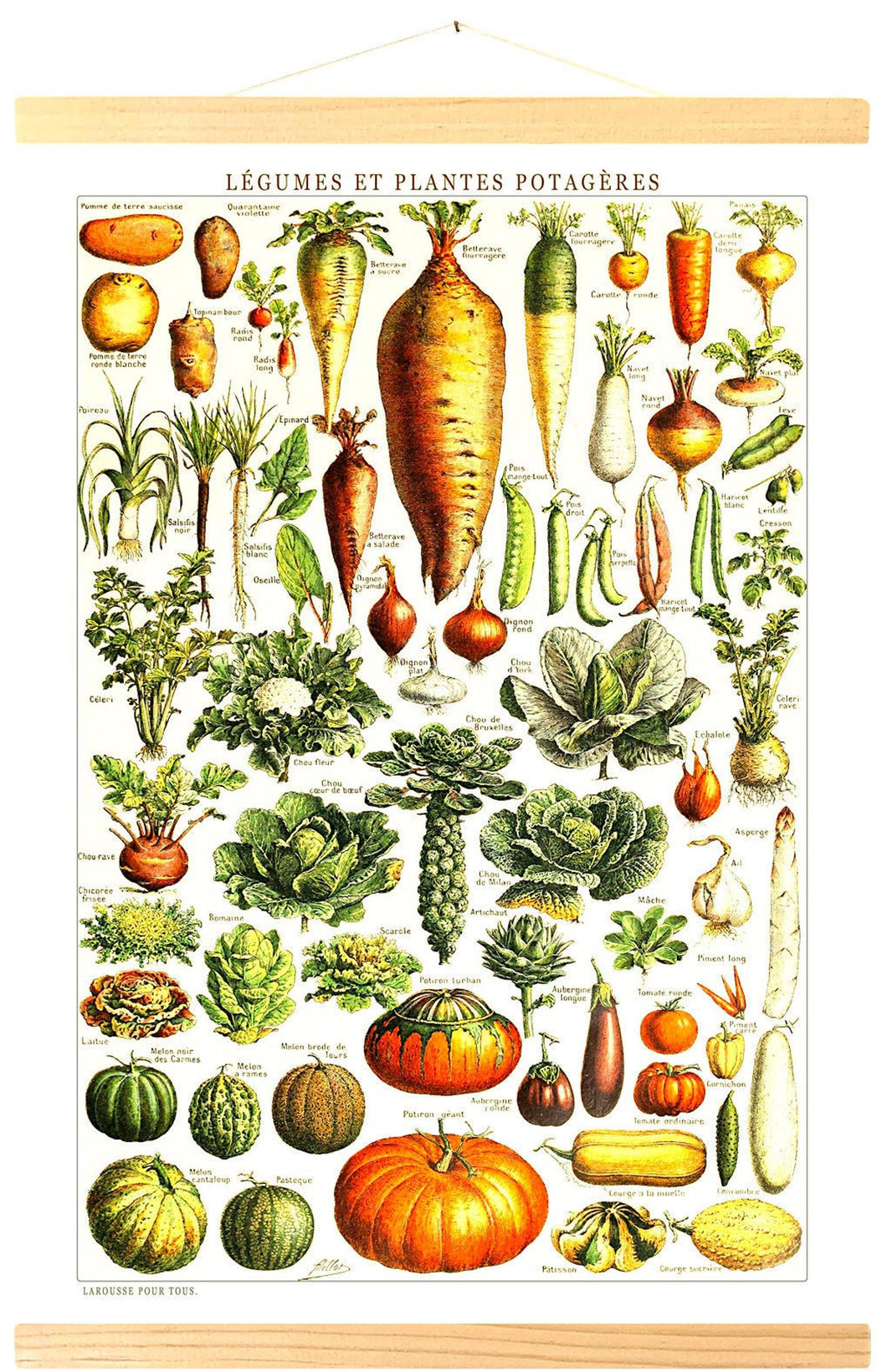 Affiche vintage de légumes et plantes potagères illustré par Adolphe Millot par Tramway Pacific
