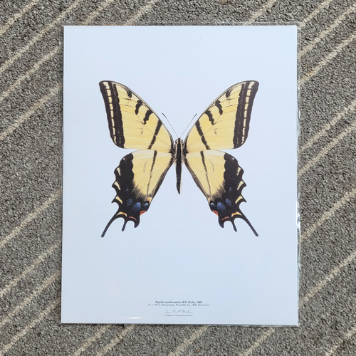 Affiche de Papillon Papilio Multicaudata de format 11 x 14 pouces
