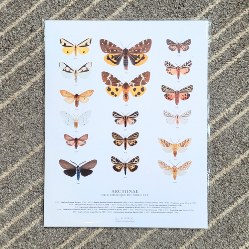 Affiche de Papillons Arctiinae de l'Amérique du Nord-Est de format 11 x 14 pouces