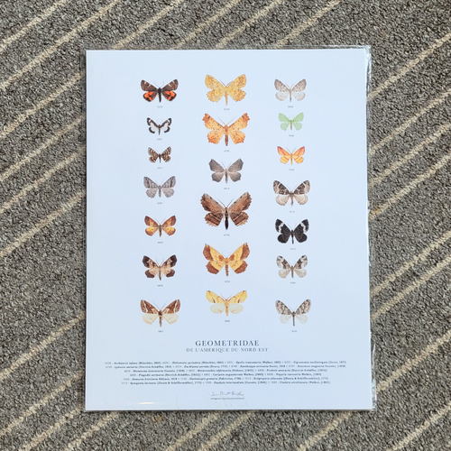 Affiche de Papillons Geometridae de l'Amérique du Nord-Est de format 11 x 14 pouces 