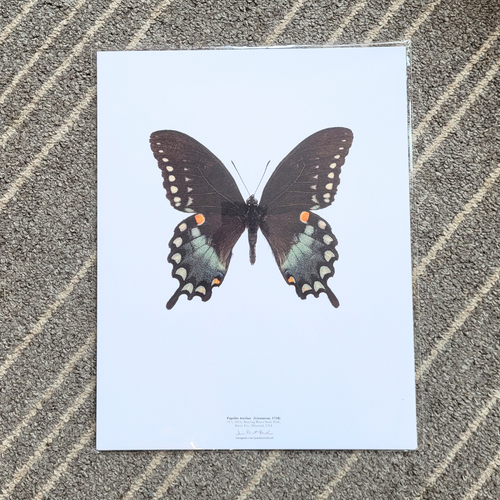 Affiche de Papillon Papilio Troilus de l'Amérique du Nord-Est de format 11 x 14 pouces