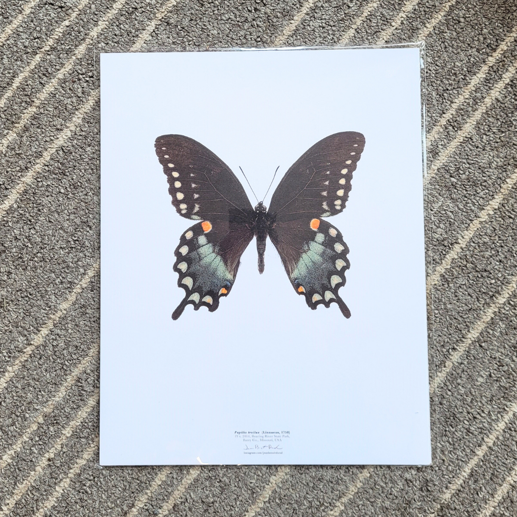 Affiche de Papillon Papilio Troilus de l'Amérique du Nord-Est de format 11 x 14 pouces