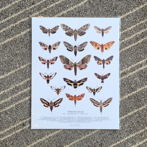 Affiche de Papillons Sphingidae de l'Amérique du Nord-Est de format 11 x 14 pouces