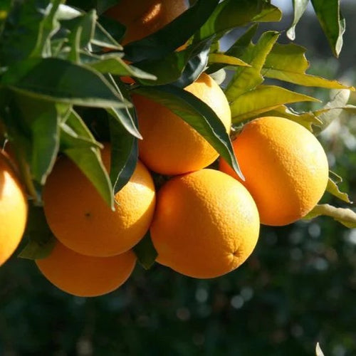 Huile essentielle a l'orange douce biologique de 11ml par Mickael Zayat